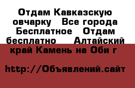 Отдам Кавказскую овчарку - Все города Бесплатное » Отдам бесплатно   . Алтайский край,Камень-на-Оби г.